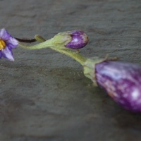 Sauteed Eggplant with Balsamic Vinegar